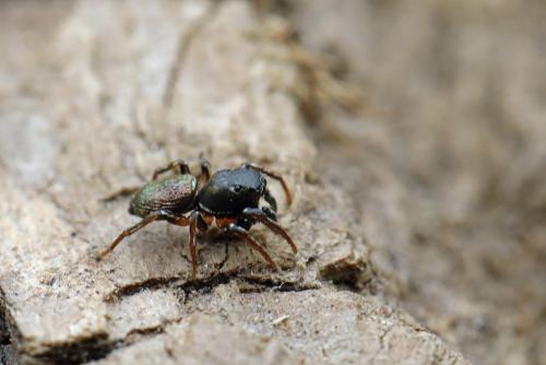 Réf. 343 930 : Heliophanus auratus